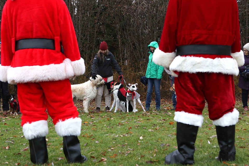 Dogs and their owners rendezvoused at the Kelowna Christian School soccer field at approximately 11 a.m., before walking to Pioneer Town for the Kelowna’s Dogzies Canine School of Excellence’s fourth annual Santa Paws fundraising event on Nov. 27. (Aaron Hemens/Capital News)