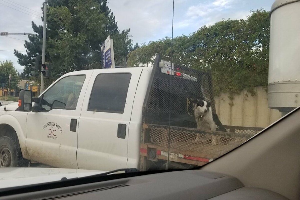 Images were posted to Facebook Aug. 15 of a dog tied to the back of a Coldstream Ranch flat bed truck while it travelled between Vernon and Kelowna (William Mastop/Facebook)