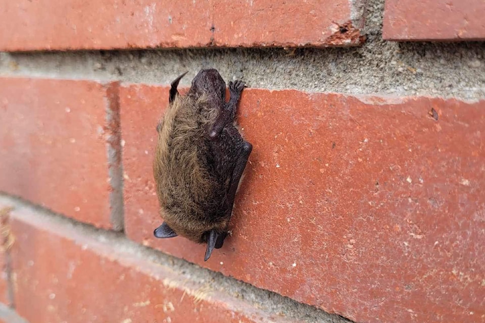 Baby bats, called pups, are born hairless, but soon grow fur, begin to fly, and may end up
in surprising places. Always wear thick gloves if you must move a bat, and contact the BC
Community Bat Program for guidance. 