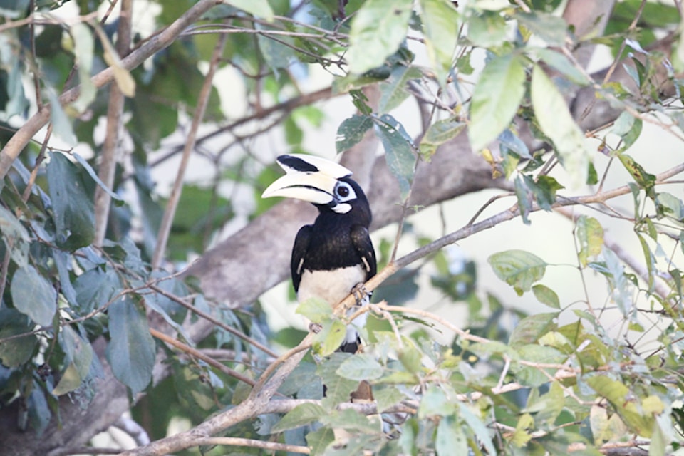 An oriental hornbill pictured in Malaysia. 