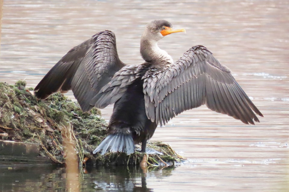 double-crested-cormorant