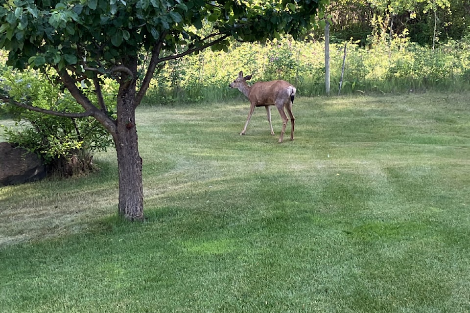 A deer wanders off after BC Conservation Officer Services officer removes a crossbow bolt from her back near Williams Lake July 10. 