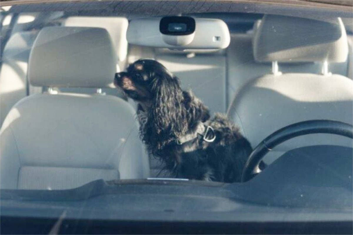 Williams Lake shoppers reminded not to leave pets in vehicles