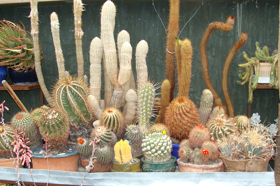 Ewa and Voytek have been working with cactus and succulent plants for 40-plus years.
