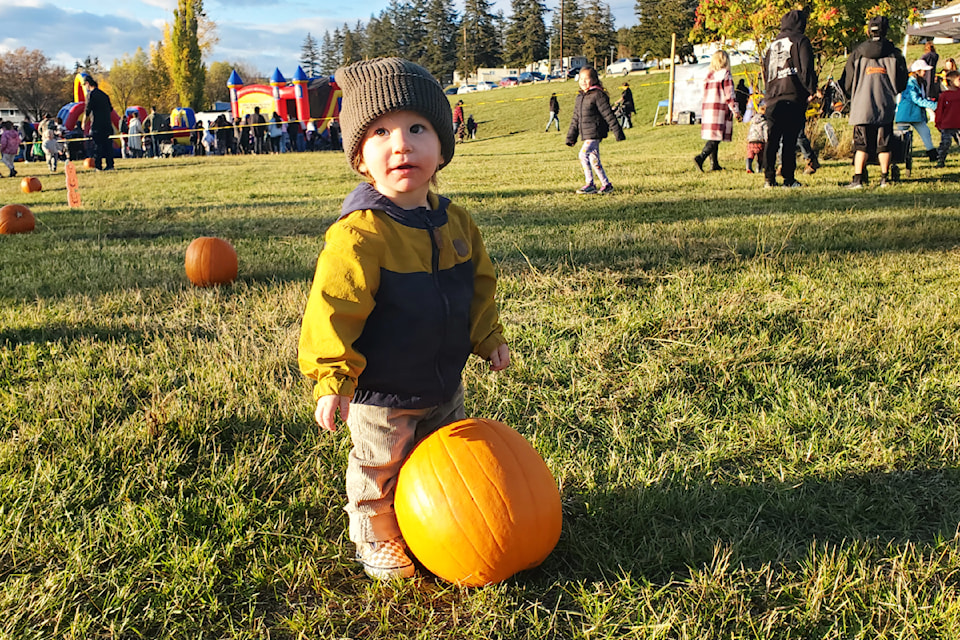 Banks Weir, 17 months, figures this pumpkin is as good as any of the 800 he can choose from at the 3rd Annual WLFN Pumpkin Patch in Williams Lake Thursday, Oct. 17. 