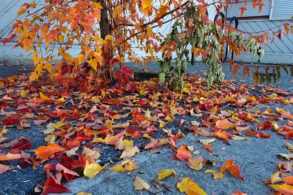 mlyleaves