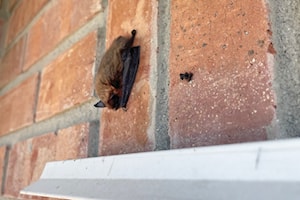 Mosquitoes beware: Bats have your number