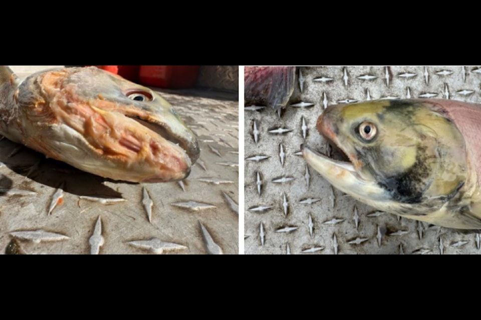 Damage to Chilko sockeye following the landslide was evident, as seen in this photo of salmon recovered from spawning grounds in September 2024. The August 19 Situation Report notes damage is due in part to “sandblasting” from high level of particles in the water. 