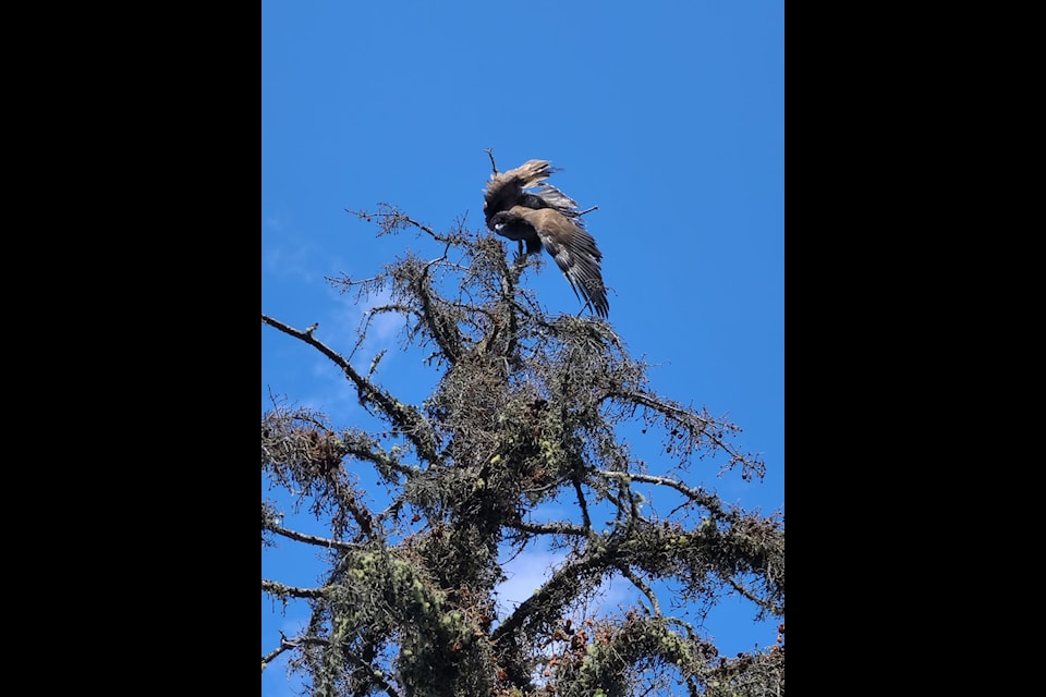 An eagle was spotted hanging from a tree on Wednesday, Aug. 20 and was rescued by volunteers the following day. 