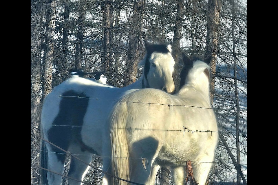 A horse in Riske Creek plays host to a couple of magpies Wednesday, Feb. 12, 2025. 
