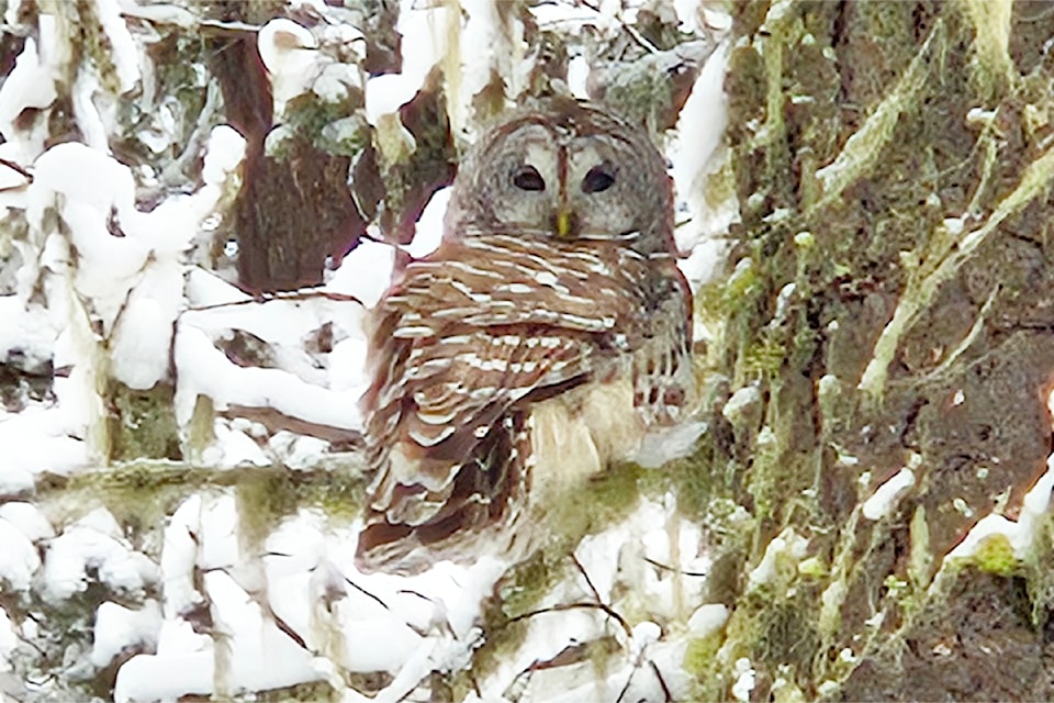 A barred owl was spotted up in a tree by a walker near Mason Road in Williams Lake recently. 