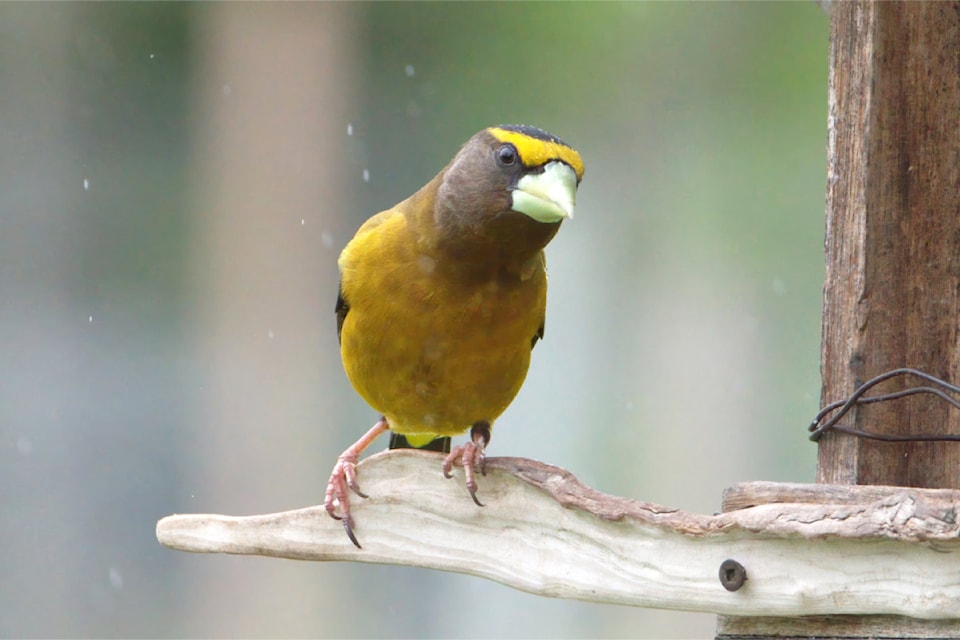 An evening grosbeak appears to be examining something as it alights during a snowfall.