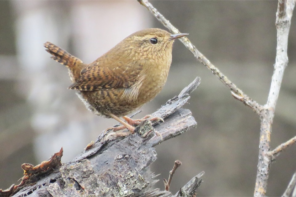 A Pacific wren sits on a broken branch in the Williams Lake River Valley.
