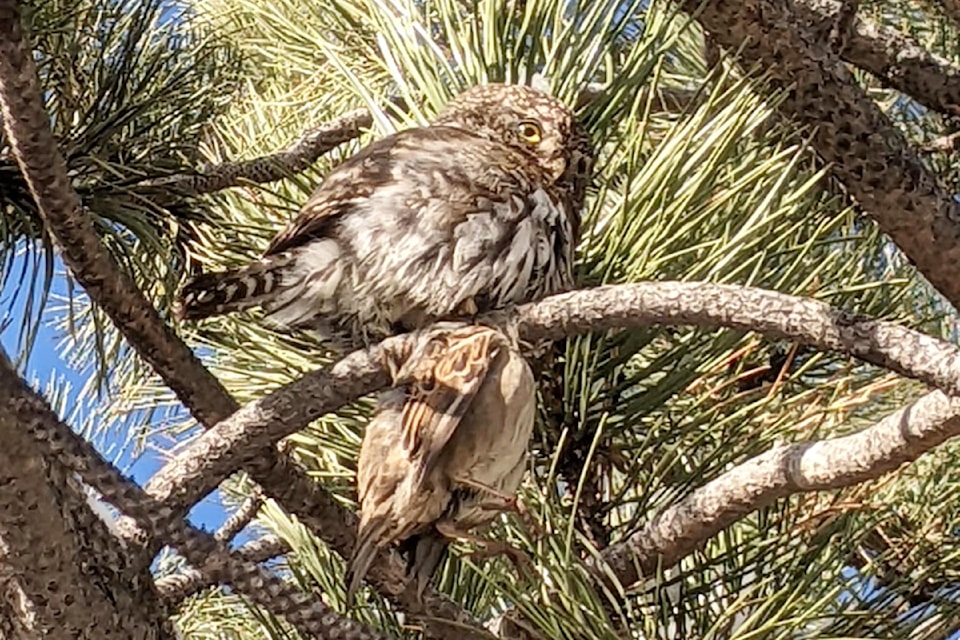 pygmyowl