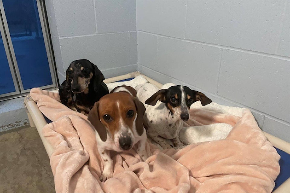 Dachshunds seized by BC SPCA in Clearwater on Feb. 15 from an “irresponsible breeder” according to BC SPCA senior officer, Eileen Drever.