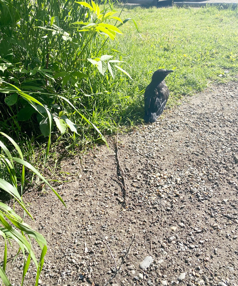 am-crow