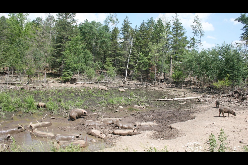 Signs of invasive pigs also include muddy wallows, which pigs create to cool down, protect their skin, mark their territory, reduce stress and bond socially.