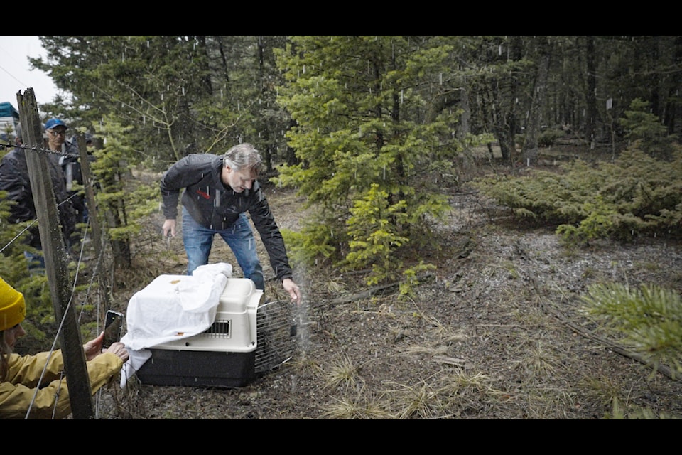 A male great grey owl was released back to Esk'etemc territory on Thursday, March 27 by Calvin Dubray and a gathering of about 30 people after a few months of healing from a broken wing. 