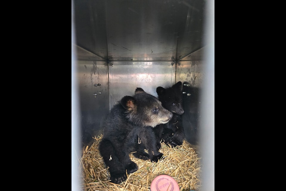 Three out of five orphaned bear cubs have been captured for rehabilitation after their mother was shot and killed near Big Lake.