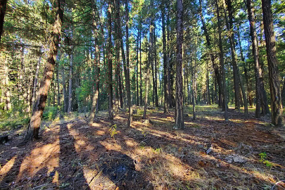mlyforest