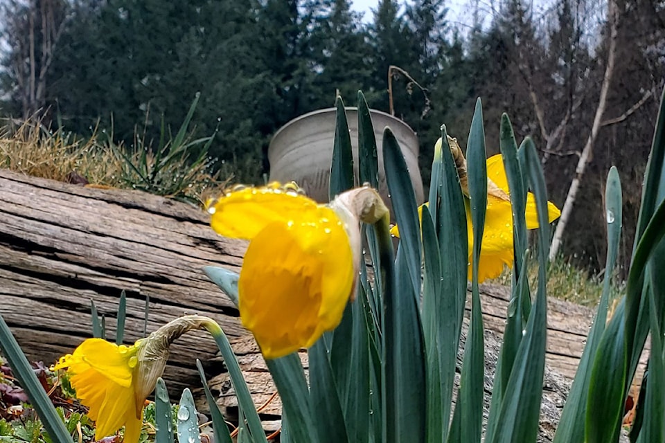 mlyspring