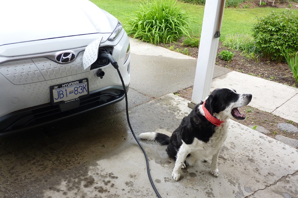 Rodger Hamilton's dog appears to enjoy helping plug in the electric car.