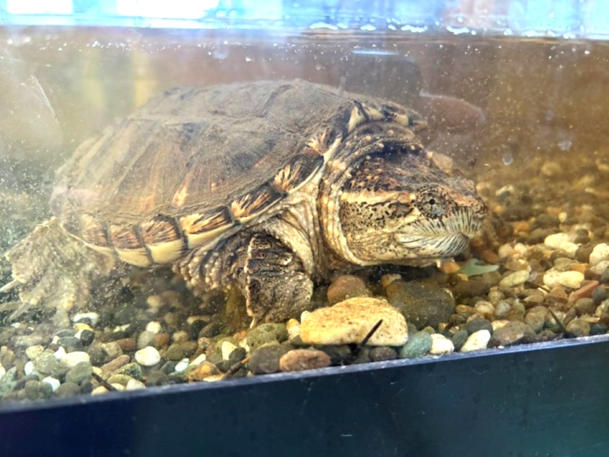 Snapping turtle released in B.C.'s Cariboo finds a new home