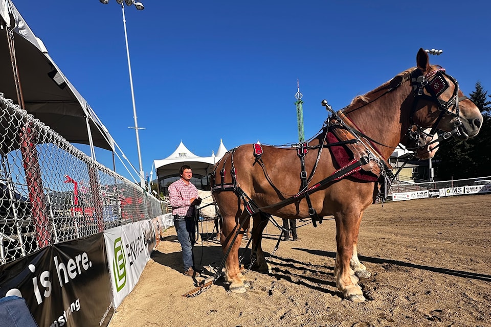 Alex Gavin prepares to compete in the heavy horse pull at the 2024 Interior Provincial Exhibition and Stampede in Armstrong. 