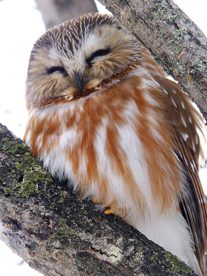 14423tribunea16-SUB-owl