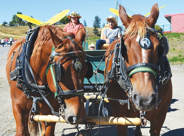 mly Harvest Fair if draft horses had wings