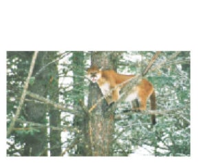 18430NewS.37.20110203232156.subcougar_20110204