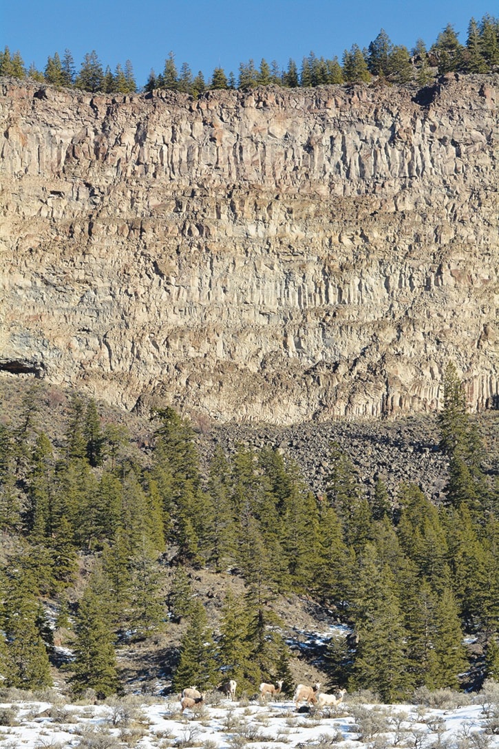 20658tribunetrib_DSC0737-California-Big-Horn-sheep-DC-by-Liz-Twan