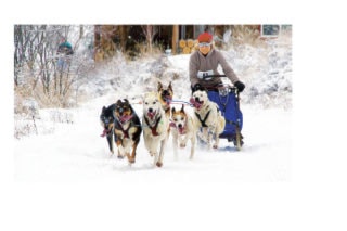 2143NewS.37.20110113122925.DogSledunknown_20110113