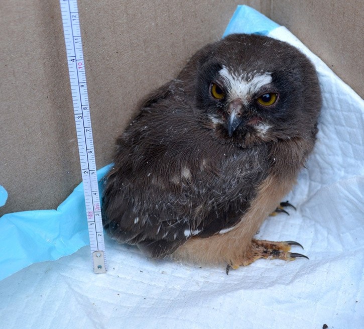 mly Dale the rescued owlet