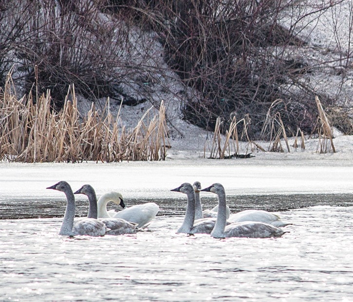 22497tribune-a35-photo-Suzie-Ambrose-Rose-Lake-area-untitled-1063