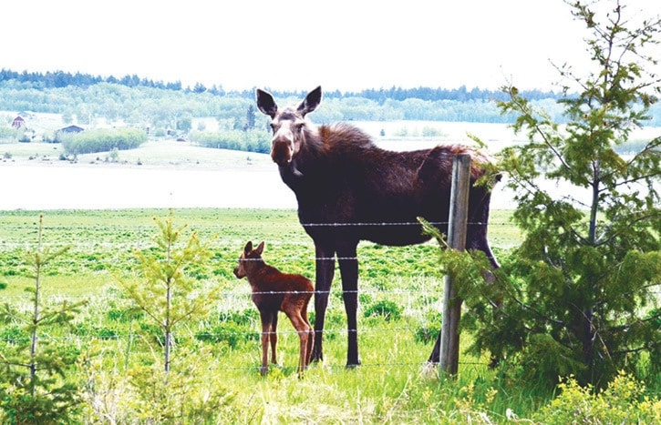 33132tribunetrib_DSC5098-Cow-moose-with-calf-by-Liz-Twan