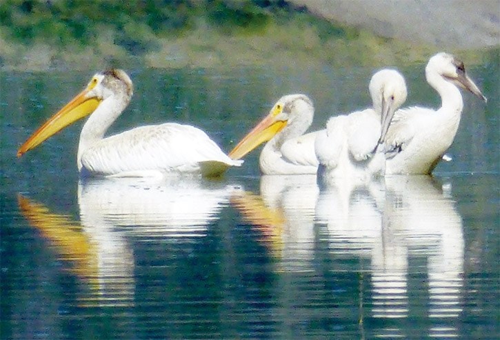 41822tribuneA5-sub-pelicans-at-Puntzi