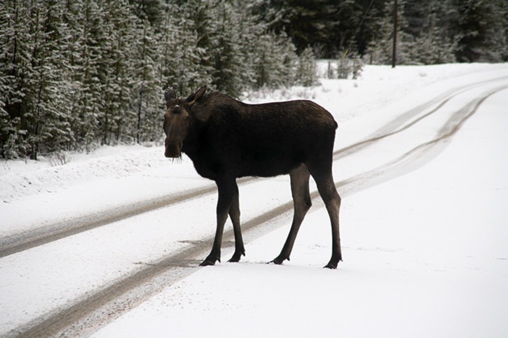 mly moose on the road