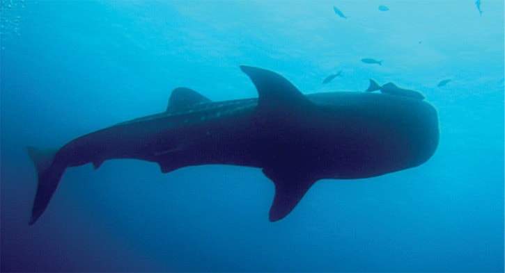 48146tribunea13-pic-shark-scout-island-sharks-oct-22-Susan-Dives