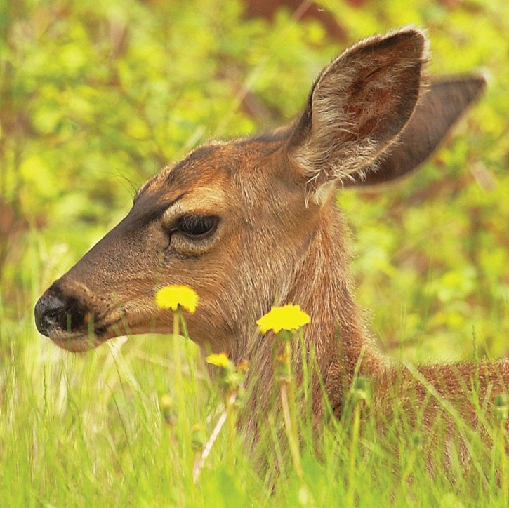 Mule deer doe amid dandelions on a sunny June afternoon.