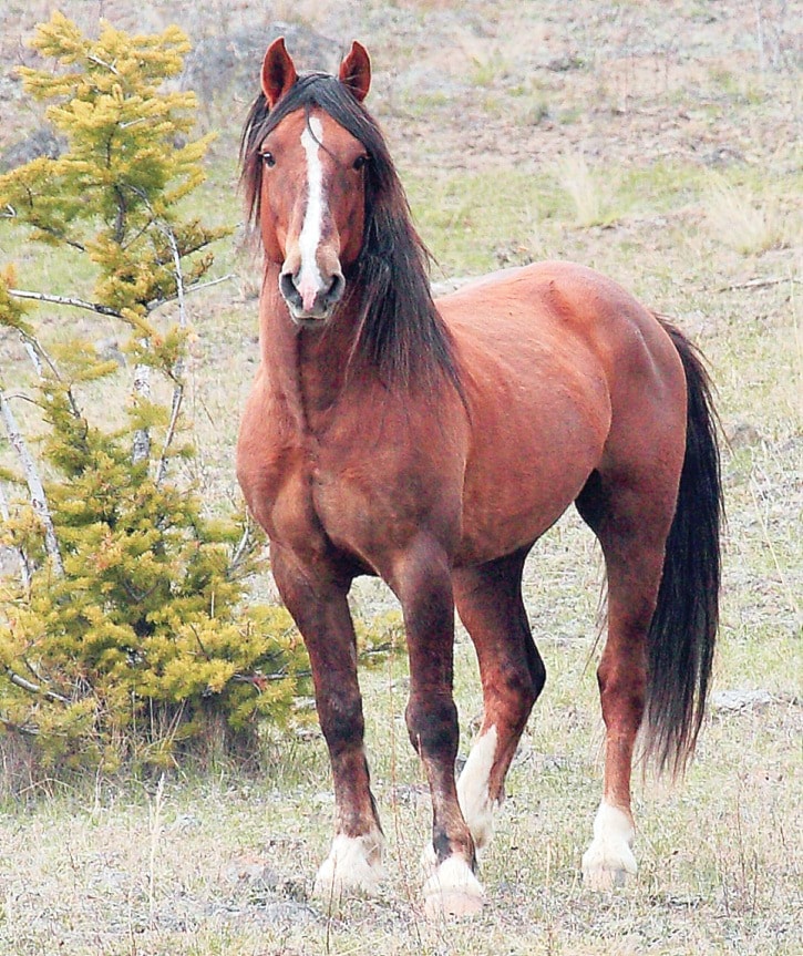 51604tribuneSub1105012Feralstallion-AlexisCreek.DH