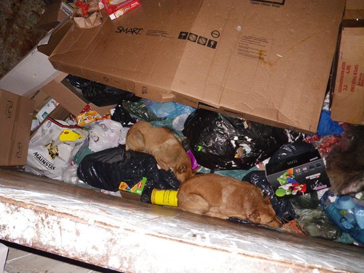 52342tribunetwo-dogs-in-dumpster