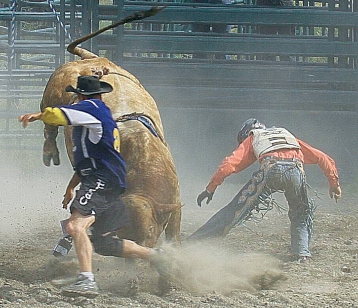 Drawing bovine wrath at the Redstone Rodeo