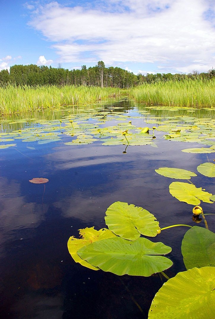 60516tribuneA13SubsDucksUnlimitedLillyPads