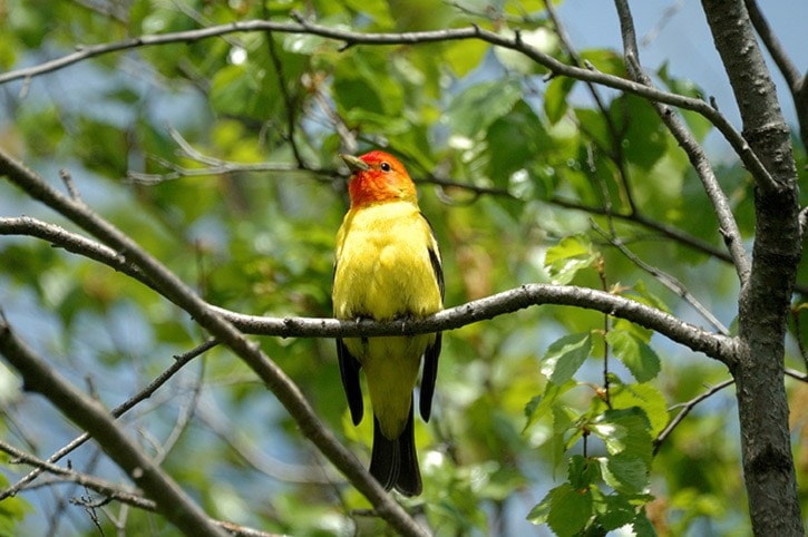 60566tribune-Western-Tanager-m-by-Liz-Twan