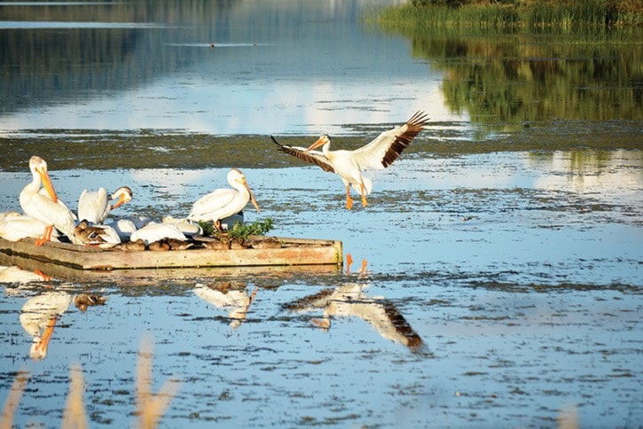 61645tribunemlyPelicansatScoutIslandDSC_3370