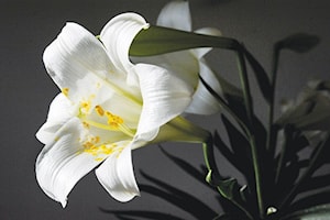 Quote of the week - Easter
