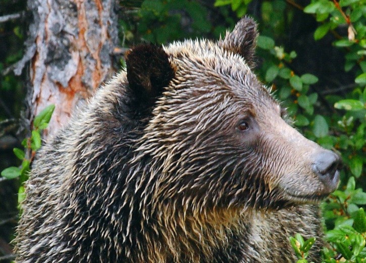 Contemplative grizzly