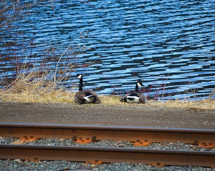 mly canada geese
