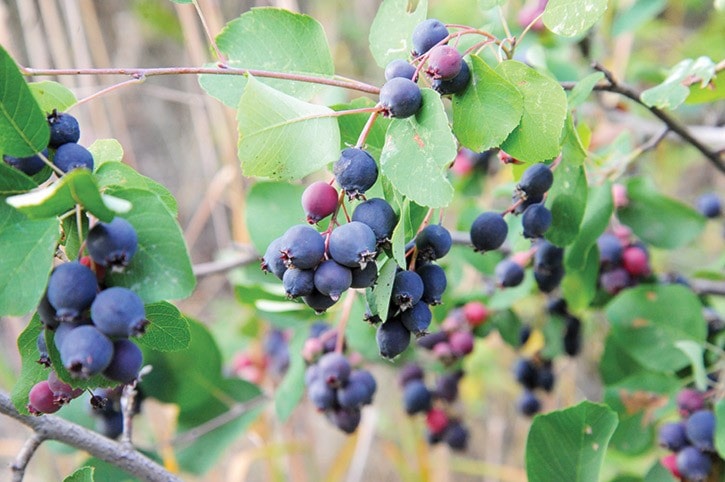 73105tribunesaskatoons